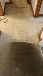 Carpet Stain Removal